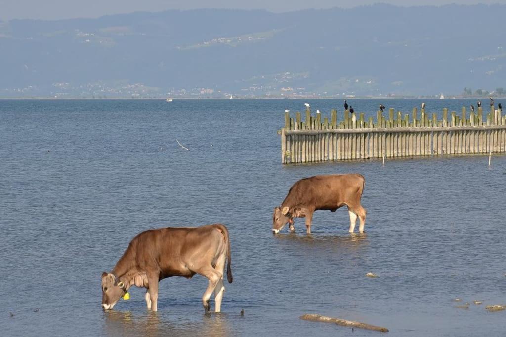 Bodensee Apartments, Sauna, Lake Walks, Free Parking, Self Checkin, Nature Reserve, Restaurants Nearby Gaissau (Bregenz) Exterior foto